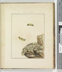 Seite 39. Tafel 10 Lithosa Replana, 1803-04 von John William Lewin