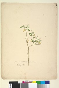 Seite 39. Solanum nigrum