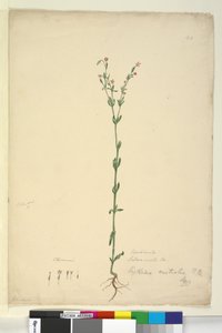 Seite 40. Erythraea australis von John William Lewin