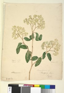 Seite 41. Pomaderris lanigera