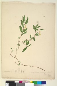 Seite 43. Billardiera scandens von John William Lewin