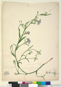 Seite 44. Goodenia ramosissima