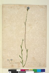 Seite 45. Dampiera stricta