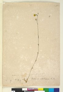 Seite 47. Goodenia stelligera, ca. 1803-06