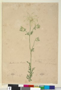 Seite 48. Actinotus helianthi von John William Lewin