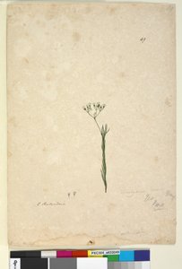 Seite 49. Trachymene linearis