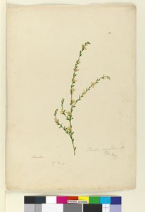 Seite 4. Pimelea curviflora, ca. 1803-06