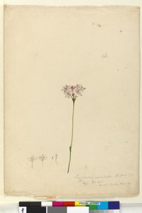 Seite 63. Burchardia umbellata