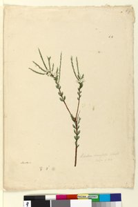 Seite 64. Baeckea densifolia von John William Lewin