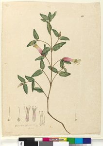 Seite 68. Correa speciosa von John William Lewin