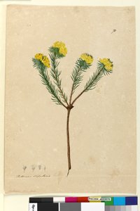 Seite 70. Pultenaea stipularis von John William Lewin