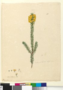 Seite 73. Dillwynia rubis?, ca. 1803-06