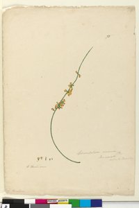 Seite 75. Sphaerolobium vimineum von John William Lewin