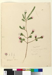 Seite 76. Darwinia fascicularis von John William Lewin