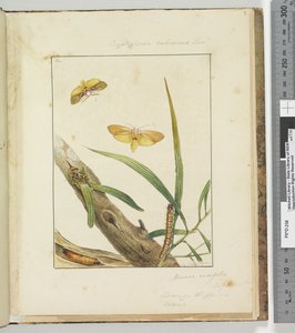 Seite 7. Pl.2 Cryptophasa Rebescens Lewin von John William Lewin