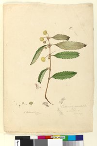Seite 81. Callicoma serratifolia