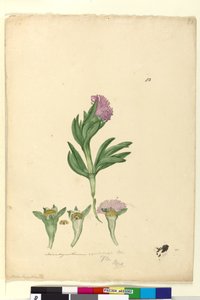 Seite 82. Mesembryanthemum aequilaterale