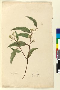 Seite 83. Eukalyptus von John William Lewin