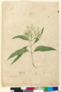 Seite 84. Eucalyptus paniculata, ca. 1803-06 von John William Lewin