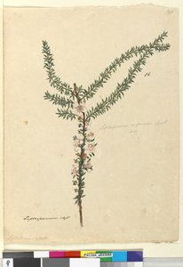 Seite 86. Leptospermum scoparium von John William Lewin
