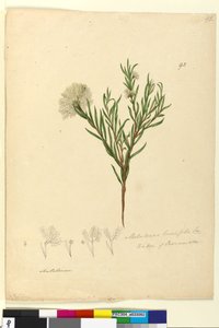 Seite 92. Melaleuca linariifolia