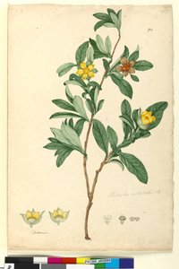 Seite 94. Hibbertia volubilis von John William Lewin
