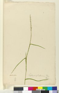 Seite 9. Lepturus cylindricus, ca. 1803-06