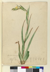 Phylidrum lanuginosum, ca. 1803-06 von John William Lewin