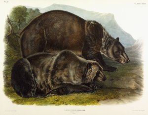 Männlicher Grizzlybär, 1848