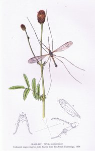 Schnaken, Natur in Großbritannien veröffentlicht von Collins, 1946 von John after Curtis