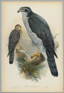 Habicht, gezeichnet von J. Wolf, graviert von H. C. Richter von John after Gould