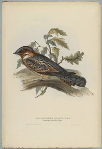 Rothals-Ziegenmelker von John after Gould