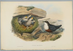 Wasseramsel, graviert von H. C. Richter