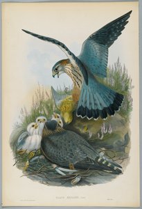 Merlin, gezeichnet von J. Wolf, graviert von H. C. Richter von John after Gould