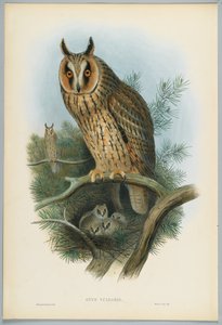 Waldohreule, gezeichnet von J. Wolf, graviert von H. C. Richter von John after Gould