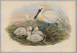 Löffler und Jungtiere, graviert von H. C. Richter