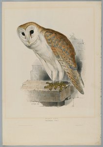Schleiereule von John after Gould