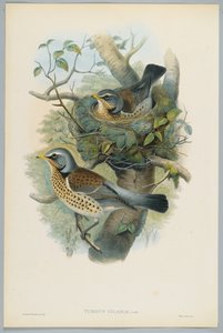 Wacholderdrossel, graviert von H. C. Richter