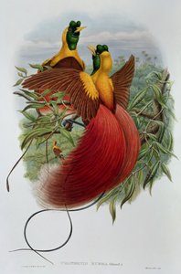 Uranornis Rubra von John and Hart, William Gould