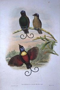 Wilsons Diphyllodes Respuhlica - Paradiesvogel von John and Hart, William Gould