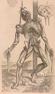 De humani corporis fabrica Über den Bau des menschlichen Körpers, 1555 von John of Calcar