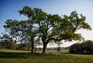 Goodwood Estate, West Sussex