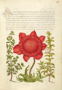 Basilikum, Mohnanemone und Myrte von Joris Hoefnagel