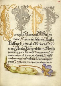 Dicke Bohne und Leberblümchen