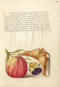 Gemeiner Apfel, Europäisches Wildes Stiefmütterchen und Riesenhaselnuss