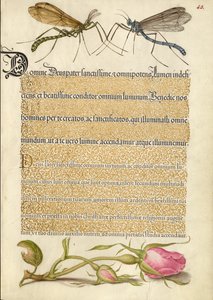 Kronenkranichfliege, Insekt und französische Rose