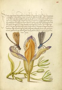 Libellen, Spanische Iris und Stern von Bethlehem