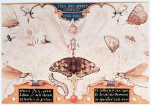 Diptychon mit Blumen und Insekten, 1591 von Joris Hoefnagel