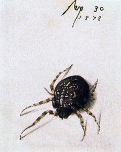 Weibliche Spinne, 1578 von Joris Hoefnagel