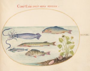 Fisch, ca. 1575-80